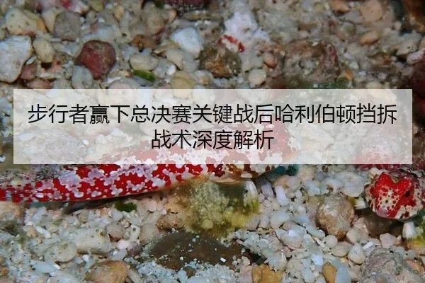 步行者赢下总决赛关键战后哈利伯顿挡拆战术深度解析